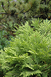 Golden Wareana Arborvitae (Thuja occidentalis 'Wareana Lutescens') at Lakeshore Garden Centres