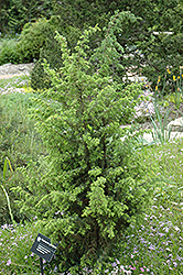 Golden Schnapps Juniper (Juniperus communis 'Golden Schnapps') at Lakeshore Garden Centres