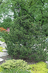 Lewis Hemlock (Tsuga canadensis 'Lewis') at Lakeshore Garden Centres