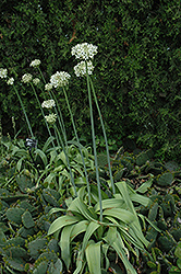 Black Garlic Ornamental Onion (Allium nigrum) at Lakeshore Garden Centres