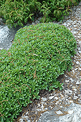 Dwarf Oregano (Origanum vulgare 'Compactum') at Golden Acre Home & Garden