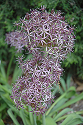 Star Of Persia Onion (Allium christophii) at Lakeshore Garden Centres