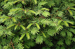 Variegated Japanese Torreya (Torreya nucifera 'Variegata') at Lakeshore Garden Centres