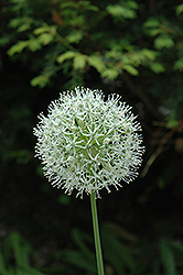 Mont Blanc Ornamental Onion (Allium 'Mont Blanc') at Lakeshore Garden Centres