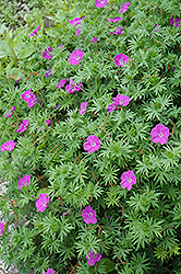 Cedric Morris Cranesbill (Geranium sanguineum 'Cedric Morris') at Lakeshore Garden Centres
