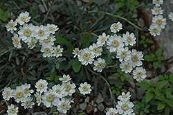 Siberian Yarrow (Achillea sibirica) at Lakeshore Garden Centres