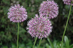 Goliath Ornamental Onion (Allium altissimum 'Goliath') at Lakeshore Garden Centres