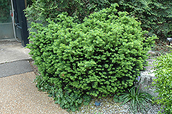 Gwen Yew (Taxus x media 'Gwen') at Lakeshore Garden Centres