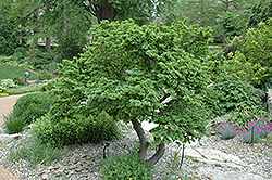 Jacqueline Hillier Elm (Ulmus x hollandica 'Jacqueline Hillier') at Lakeshore Garden Centres