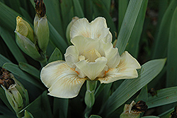 Peach Petal Pie Iris (Iris 'Peach Petal Pie') at Lakeshore Garden Centres