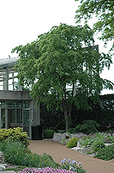 Frosty Elm (Ulmus parvifolia 'Frosty') at Lakeshore Garden Centres