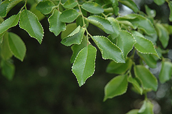 Frosty Elm (Ulmus parvifolia 'Frosty') at Lakeshore Garden Centres