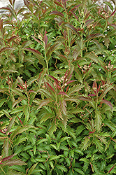Dolchica Spirea (Spiraea x bumalda 'Dolchica') at Lakeshore Garden Centres