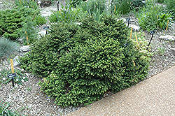 Pumila Norway Spruce (Picea abies 'Pumila') at A Very Successful Garden Center
