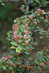 Creeping Cotoneaster (Cotoneaster nanshan) at Lakeshore Garden Centres