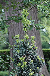 Flushing Yew (Taxus x media 'Flushing') at Lakeshore Garden Centres
