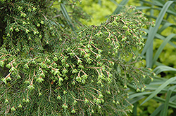 Stewart's Gem Hemlock (Tsuga canadensis 'Stewart's Gem') at Lakeshore Garden Centres