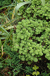 Humphrey's Gem Norway Spruce (Picea abies 'Humphrey's Gem') at Lakeshore Garden Centres
