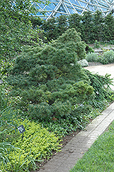 Macopin Eastern White Pine (Pinus strobus 'Macopin') at The Mustard Seed