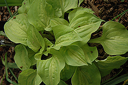 Silver Threads And Golden Needles Hosta (Hosta 'Silver Threads And Golden Needles') at Lakeshore Garden Centres