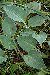 Blueberry Tart Hosta (Hosta 'Blueberry Tart') at Lakeshore Garden Centres