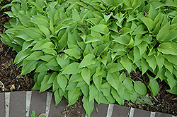 Lemon Lime Hosta (Hosta 'Lemon Lime') at Lakeshore Garden Centres