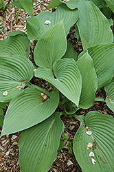 Bodacious Blue Hosta (Hosta 'Bodacious Blue') at Lakeshore Garden Centres