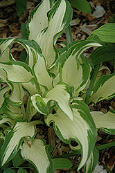 White Elephant Hosta (Hosta 'White Elephant') at Lakeshore Garden Centres