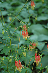 Calimero Columbine (Aquilegia buergeriana 'Calimero') at Lakeshore Garden Centres