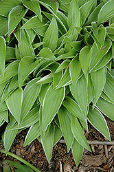 Lemon Frost Hosta (Hosta 'Lemon Frost') at Lakeshore Garden Centres