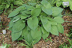 Aoki Hosta (Hosta 'Aoki') at Lakeshore Garden Centres