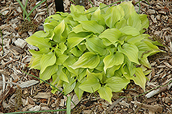 Shiny Penny Hosta (Hosta 'Shiny Penny') at Lakeshore Garden Centres