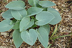 Powderpuff Hosta (Hosta 'Powderpuff') at Lakeshore Garden Centres