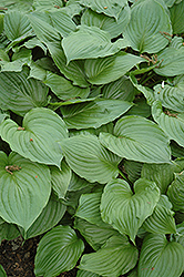 Blue Plantain Lily (Hosta ventricosa) at Lakeshore Garden Centres