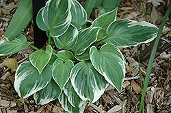 Fair Maiden Hosta (Hosta 'Fair Maiden') at Lakeshore Garden Centres