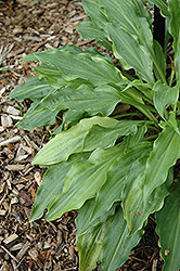 Ray of Hope Hosta (Hosta 'Ray of Hope') at Lakeshore Garden Centres
