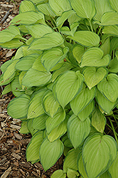Emerald Tiara Hosta (Hosta 'Emerald Tiara') at Lakeshore Garden Centres
