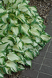 White Christmas Hosta (Hosta 'White Christmas') at Lakeshore Garden Centres