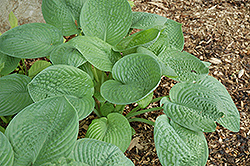 Aqua Velva Hosta (Hosta 'Aqua Velva') at Lakeshore Garden Centres