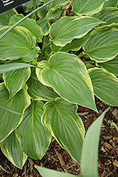 Sugar And Spice Hosta (Hosta 'Sugar And Spice') at Lakeshore Garden Centres