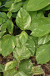 Variegated Jumpseed (Polygonum virginianum 'Variegatum') at Lakeshore Garden Centres