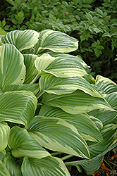 Ellerbroek Hosta (Hosta 'Ellerbroek') at Lakeshore Garden Centres