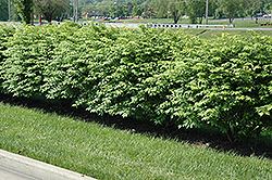 Cole's Compact Burning Bush (Euonymus alatus 'Cole's Compact') at Lakeshore Garden Centres