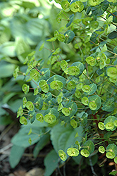 Kalipso Wood Spurge (Euphorbia 'Kalipso') at Lakeshore Garden Centres