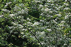Winter King Hawthorn (Crataegus viridis 'Winter King') at Lakeshore Garden Centres