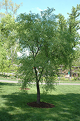 Winterberry Euonymus (Euonymus bungeanus) at Lakeshore Garden Centres