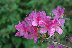 Atlanta Azalea (Rhododendron kaempferi 'Atlanta') at Lakeshore Garden Centres