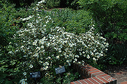 Altai Scots Rose (Rosa spinosissima) at Lakeshore Garden Centres