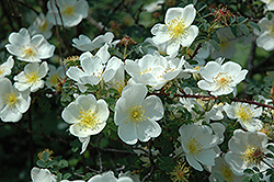 Altai Scots Rose (Rosa spinosissima) at Lakeshore Garden Centres