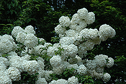 Chinese Snowball Viburnum (Viburnum macrocephalum) at Lakeshore Garden Centres